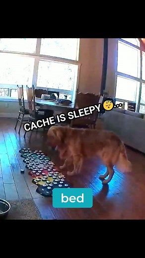 We are so lucky to have these buttons so our pets can communicate when they're tired😂 We love seeing and hearing about all different kinds of success stories, so send your videos to us via DM or post a link in the comments for a chance for your story to be posted to the FluentPet page! #fluentpet | FluentPet