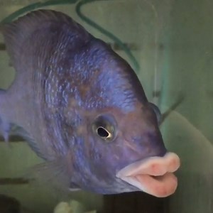 Check out the voluptuous lips on this fish! | In The Know Conservation