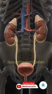human excretory system @medcosInfo #shorts #ytshorts