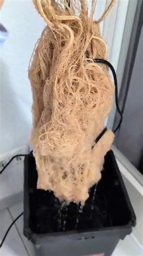 Root reveal in the DWC 😳 This is what it really looks like down there!