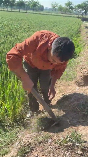 老鹳嘴 这种植物的种子长的像老鹳嘴，所以也叫它老鹳草，长嘴老鹳草，学名庬牛苗#老鹳草 #植物科普#植物#科普 #农村#植物#知识分享#shorts