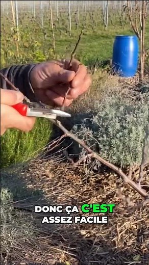 Comment tailler correctement un arbre fruitier pour une meilleure récolte