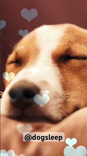 Calming And Relaxing Dog Music 🐶 Relax Your Puppy In No Time #shorts