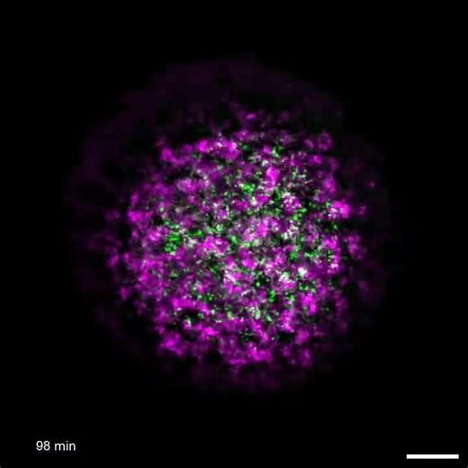 Budding of germ cells in a developing Drosophila embryo