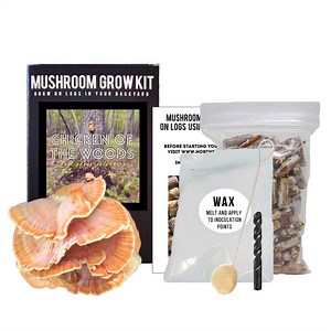 Chicken of the Woods Mushroom Outdoor Log Starter Kit | North Spore