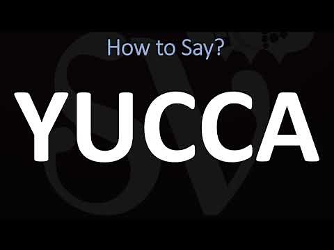 How to Pronounce Yucca? (CORRECTLY)