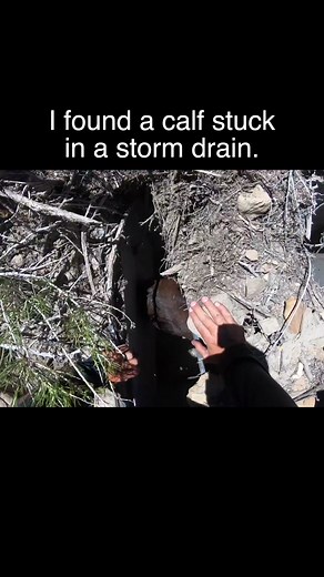 Ground Beef... This is a clip from one of our cattle drive vlogs. #broncsanddonks #cowboy #farm #ranch #cattle #cow #rodeo #horse #bovine #ag #agriculture #ranchy #horse #ranchin #punchy | Broncs and Donks