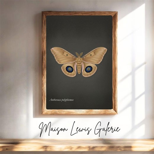 Polyphemus Moth Print – Naturalist Plate, Museum Style Entomology Illustration, Antheraea Polyphemus - Etsy
