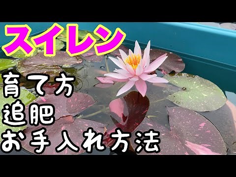 誰でも簡単にできる睡蓮の育て方、追肥のタイミング、日々のお手入れ方法！ビオトープの睡蓮の全て！