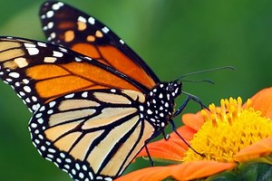 Cómo son las mariposas | Explicación para niños de mariposas |