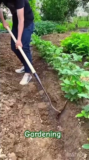 Weeding a Garden with a Hoe..gardening time