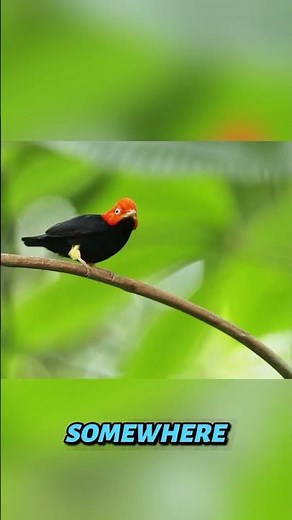 This Bird Does the Michael Jackson Moonwalk Better Than Most Humans 😱🕺#shorts#birds#nature