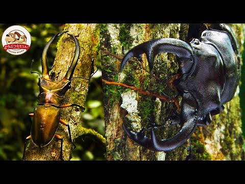 【巨大カブトvs巨大クワガタ】世界有数の”クワガタ密集地帯”で『宝石のようなクワガタ』を発見する貴重映像！世界最大級のクワガタも採集する大冒険【どうぶつ奇想天外／WAKUWAKU】