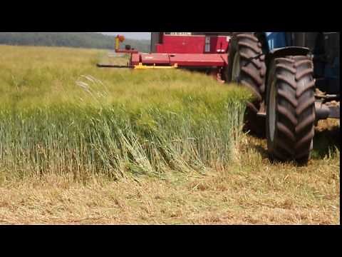 1403 Horning 3 Row Independent Corn Head - Barley Pt. 3