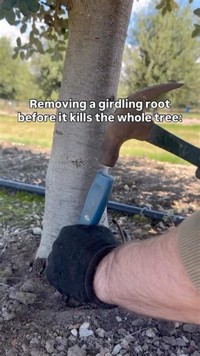 Removing a Girdling Root Before It Kills the Tree