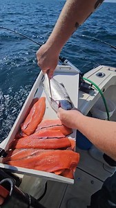 Fresh coho salmon! 🤤 | Big boy fishing