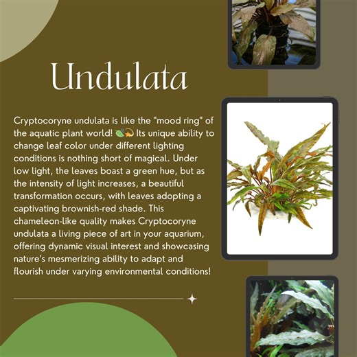Cryptocoryne Undulata: Elegant Aquarium Plant - Easy Care - Etsy