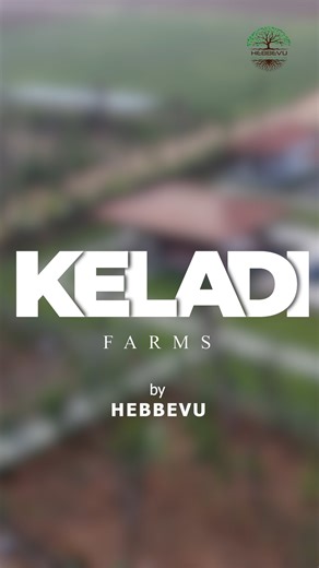 The wait is finally over. Rooted in history, nurtured with trust, and envisioned for a sustainable tomorrow .We proudly unveil our next milestone: Keladhi Farms by Hebbevu. This isn’t just a name, it’s a symbol of heritage meeting modernity. A space where every acre is cared for, every tree is a promise, and every step leads towards a greener, more mindful way of life. Welcome to Keladhi Farms a farm that’s not just land, but a living legacy for generations to come. Hebbevu Managed Farmland Hebb