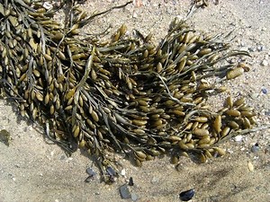 Ascophyllum - Alchetron, The Free Social Encyclopedia