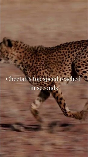 Human vs Cheetah 🆚 Who Wins at Speed?