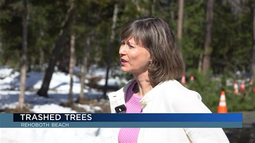 Cleanup efforts are continuing in Rehoboth Beach after this week’s blizzard left fallen trees and branches scattered across roads throughout the city. | WBOC TV 16 Delmarva's News Leader
