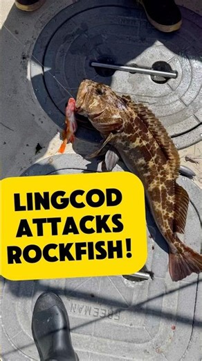 LINGCOD ATTACKS ROCKFISH! 🤯🐟 caught on deck! #Shorts #Fishing #Lingcod #fishingvideo #FishingLife