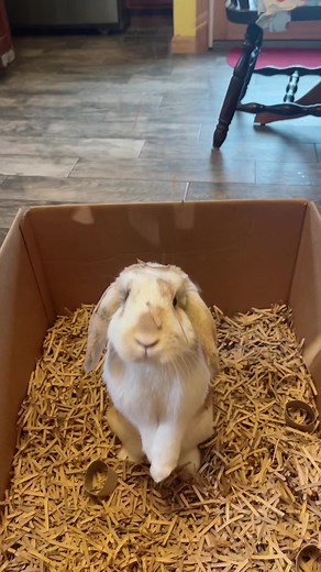 DIY bunny digging box🥰 My bun is a digger so this was perfect for her! This was my first time making her one! All you need is paper bags (cut off any ink writing/glue and shred! I also added the cardboard paper towel rolls! #hollandlopbunny #bunny #bunnysoftiktok #rabbit #rabbitsoftiktok