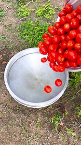 537K views · 9.4K reactions | TOMATO PICKLE | Tamatar Ka Achaar | Banana Leaf Cooking | Facebook