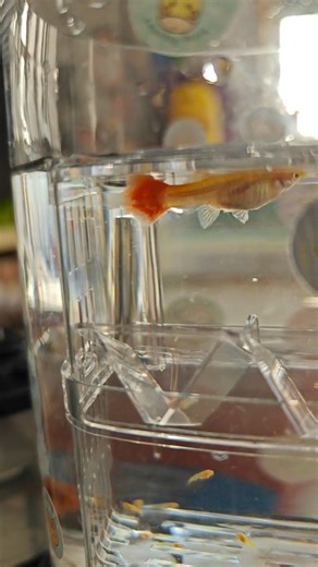 Just witnessed #fish giving birth up close! The little ones are instantly lively, jumping all around! 🐟👶 #NatureWonders | Shanghai Daily 上海日报