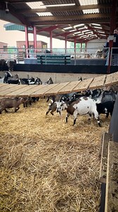 399K views · 14K reactions |  What Should We Do About Roco?  He have a problem. Roco loves being in the main goat pen—he's clearly happy and bonded with the herd—but he’s just not getting enough to eat with all those big goats around.  We were torn… do we separate him so he can eat better (but risk making him lonely)? Or keep him with his friends and find a different way to feed him? #PygmyGoat #FarmLife #GoatDrama #AnimalCare #RocoTheGoat | Dalscone Daily | Facebook