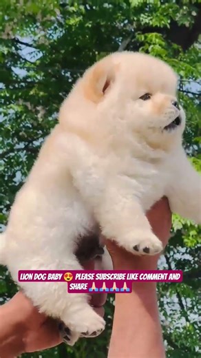Chow Chow Puppy | Cute Lion-Like Puppy Facts & Care 🐶🦁 #shorts #ashishsaxena