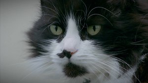 58K views · 1.7K reactions | Follow a cat's journey as a GPS collar helps to track one cat's path through the neighborhood and his ultimate want to be alone. | National Geographic Animals | Facebook