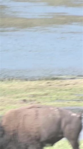 71K views · 1.4K reactions | Bison in Rut, running to mate with a female. Happy day | Moceca | Facebook