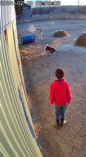 Dog Saves Kid from Wolf Attack