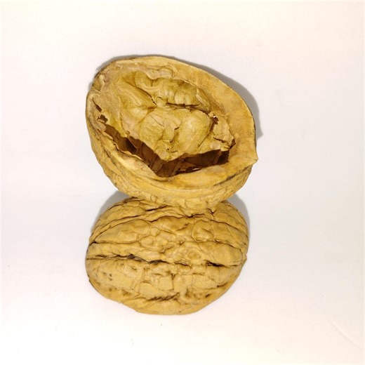 Natural Walnut Shell Halves for Waldorf Crafts, Gnome Houses, Fairy Gardens - Etsy