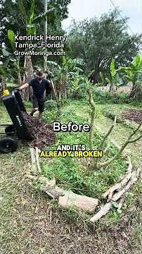10,000 Moringa Trees Sprouting in My Garden | Before vs After Transformation