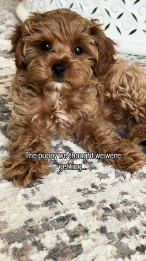 Funny Throwback Moments of a Crazy Cavapoo
