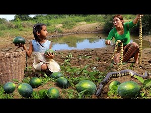 Catch snake and pick watermelons for food- Mother cooking snake soup for lunch
