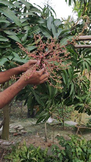 How To Manually Clean The Mango Flower Panickle #fruit #mangocrop #mango #mangovarieties #thaimango