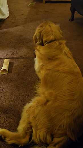 Patsy having fun with the toy Cody got her. | Judy Brown