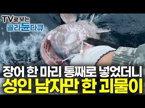 방송 녹화 중 찍힌 실제 상황! 팔뚝만 한 장어 하나 통째로 낚싯줄에 걸었더니 성인 남자만 한 괴물 물고기가 올라왔다｜1마리도 기적인데 2마리 잡고 1천만 원｜극한직업｜#골라듄다큐