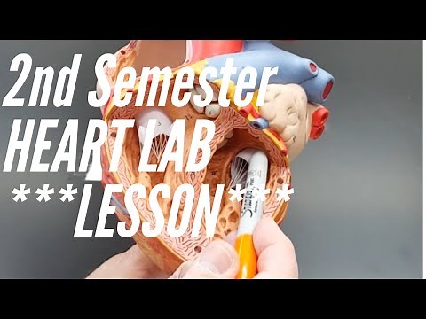 A&P Lesson: Second Semester Lab #1 Heart Parts, Coronary Vessels, ECG and Sheep Heart Dissection