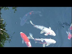 Koi Fish: Symbols of Perseverance and Good Fortune