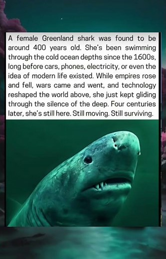 Swimming Since the 1600s: The 400-Year-Old Greenland Shark