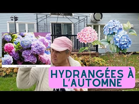 Quoi faire avec les hydrangées à l'automne? - capsule horticole