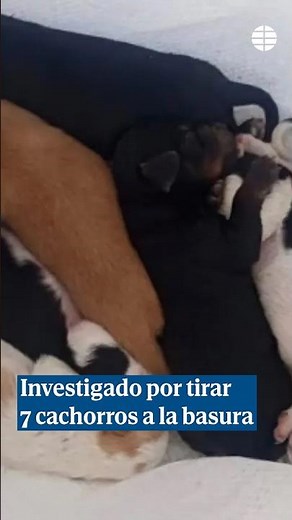 Investigado por tirar siete cachorros a un contenedor en Cáceres