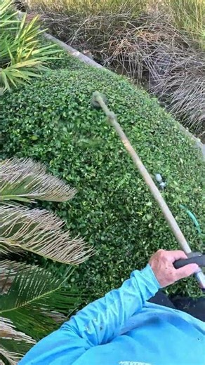 Asiatic Jasmine ground cover clean-up