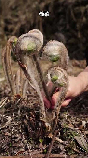 Uncover the Secret to Identifying 30 Types of Veggies - A Master's Guide