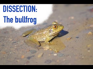 Bullfrog Dissection