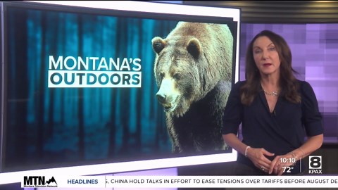 Montana Fish, Wildlife and Parks launches 'Bear Relocation Dashboard'